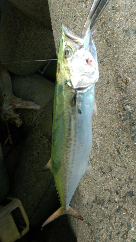 台風前にサゴシ