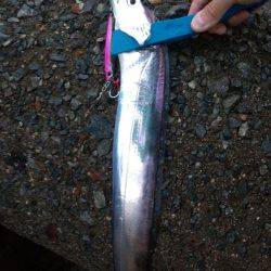 タチウオとサゴシ