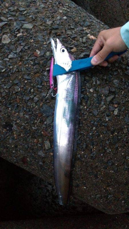 タチウオとサゴシ