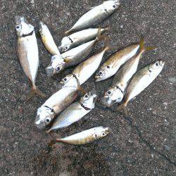 タチウオ釣りがアジ釣りに