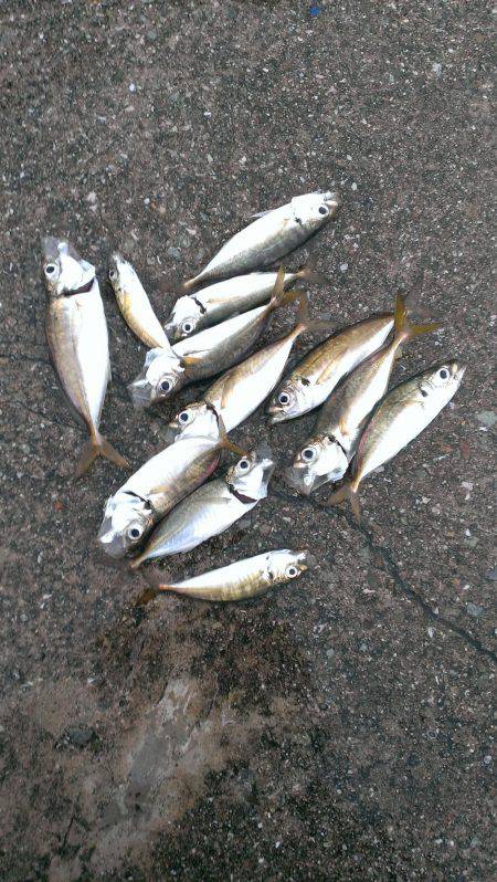タチウオ釣りがアジ釣りに