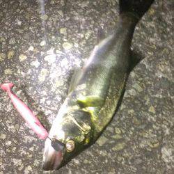 テクトロ好反応