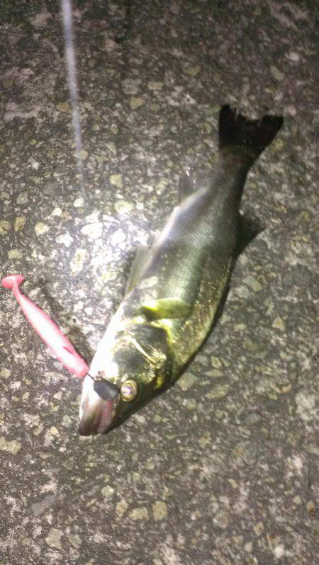 テクトロ好反応