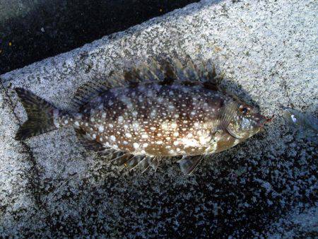 アジ回ってきてるんですが・・・