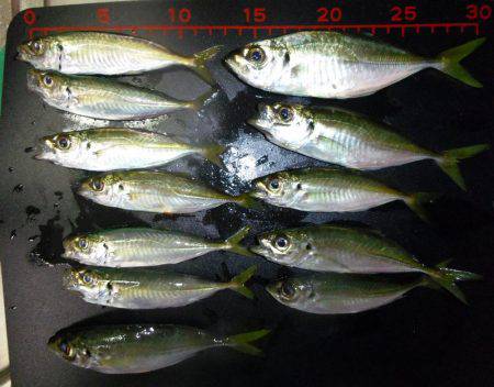 アジング好調～（＾＾）！