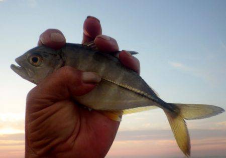 メッキ調査その２