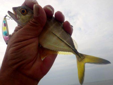 夕方恒例 メッキ調査