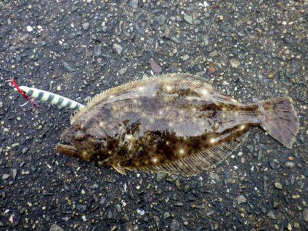 青物調査のはずが・・・