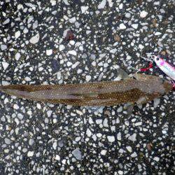 青物のはずがエソエソエソ