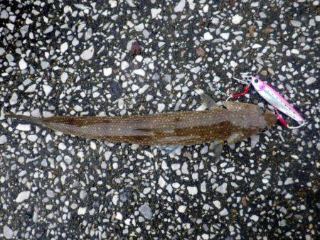 青物のはずがエソエソエソ