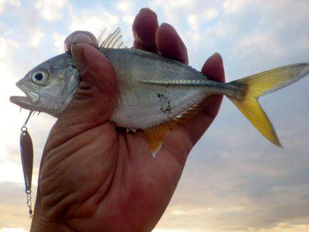 ボウズ続きのメッキ調査