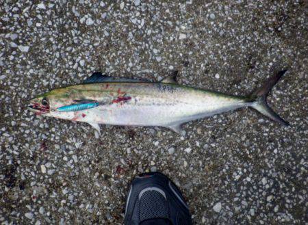 久しぶりの青物