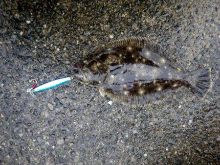 青物狙いで。（黒いけど一応は青物）