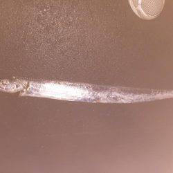 青物狙いのはずが