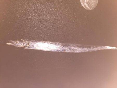 青物狙いのはずが