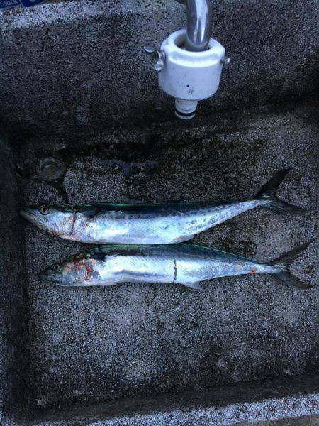 ショアライトジギング