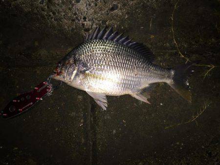 キビレ調査　ＮＯ，１２