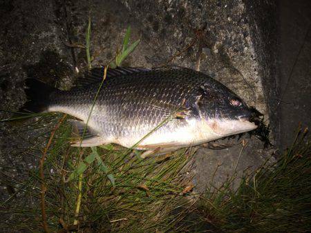 キビレ調査　ＮＯ，１３