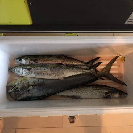 ショアジギング