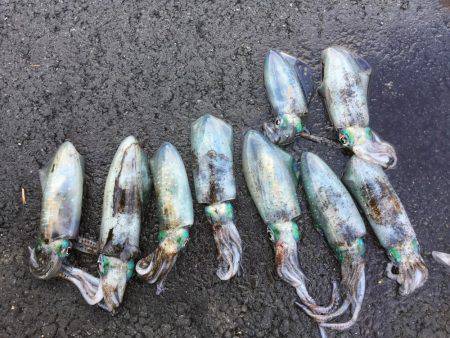 エギング日本海釣行