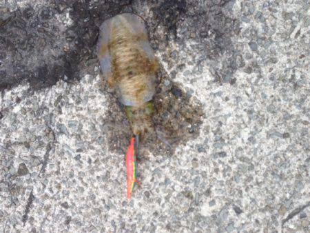 良型アオリイカ好調