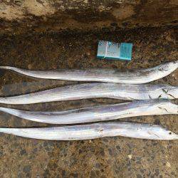 太刀魚とサゴシ