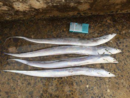 太刀魚とサゴシ