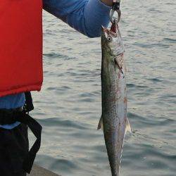 直江津第３堤防でジギング