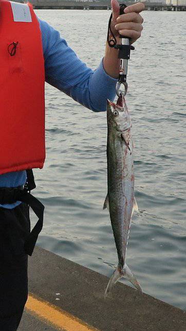 直江津第３堤防でジギング