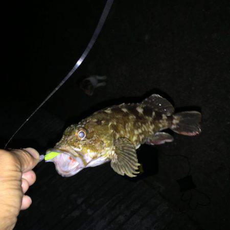 タチウオまだなんでガシラ