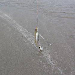 投げ釣りシロギス爆釣