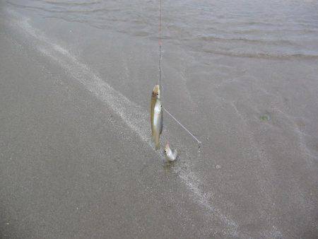 投げ釣りシロギス爆釣