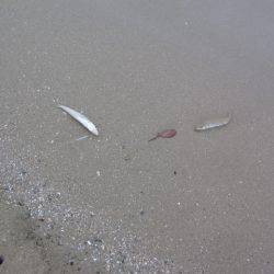 投げ釣りシロギス