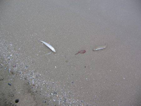 投げ釣りシロギス