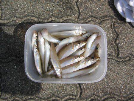 投げ釣りシロギス