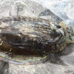 厳しいエギング