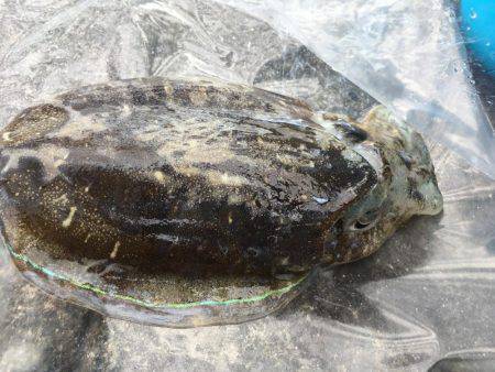 厳しいエギング