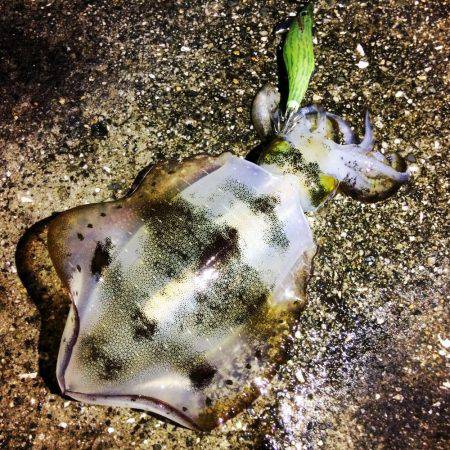 餌木猿唐草模様で爆