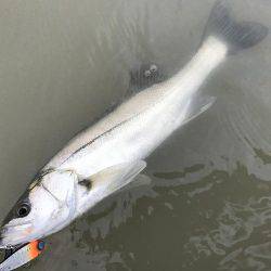 熊野川シーバス