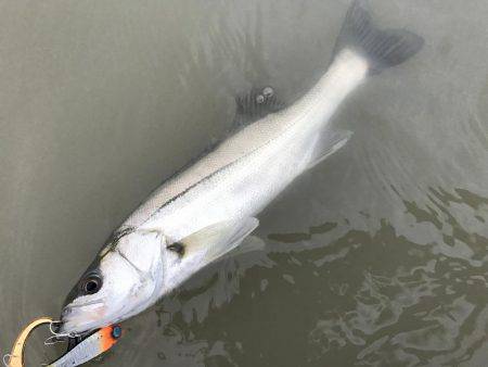 熊野川シーバス