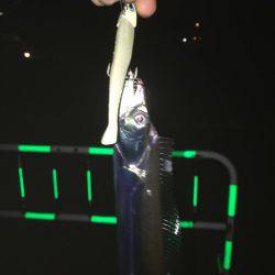 初ワインドタチウオ