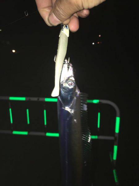 初ワインドタチウオ