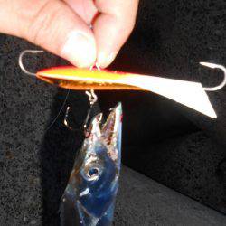 太刀魚はスナップラップ8お好き(╹◡╹)♡