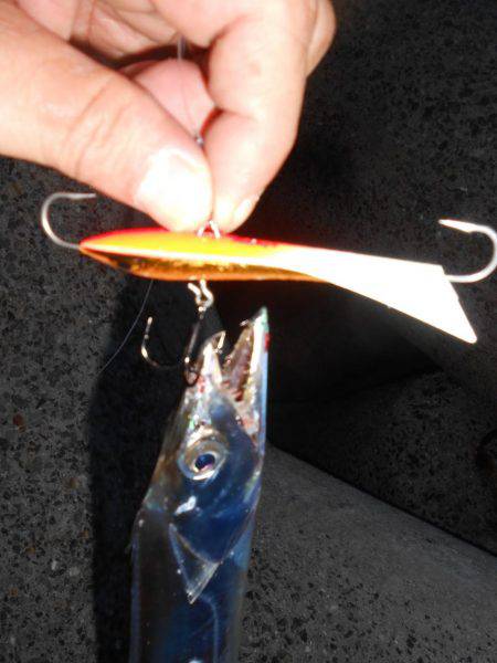 太刀魚はスナップラップ8お好き(╹◡╹)♡