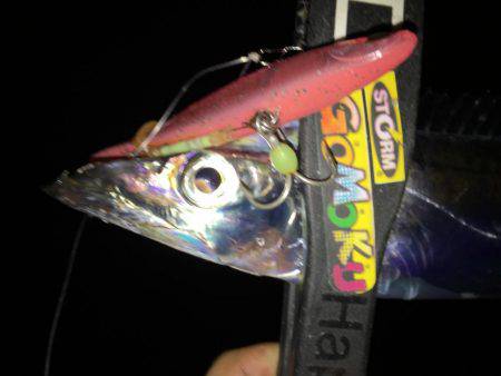 連日連夜絶好調٩(^‿^)۶