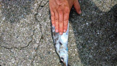 2日連続で太刀魚