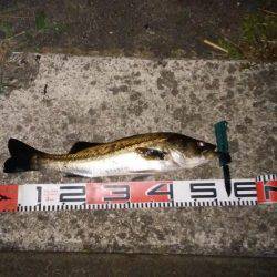 ナイトシーバス&アオリ