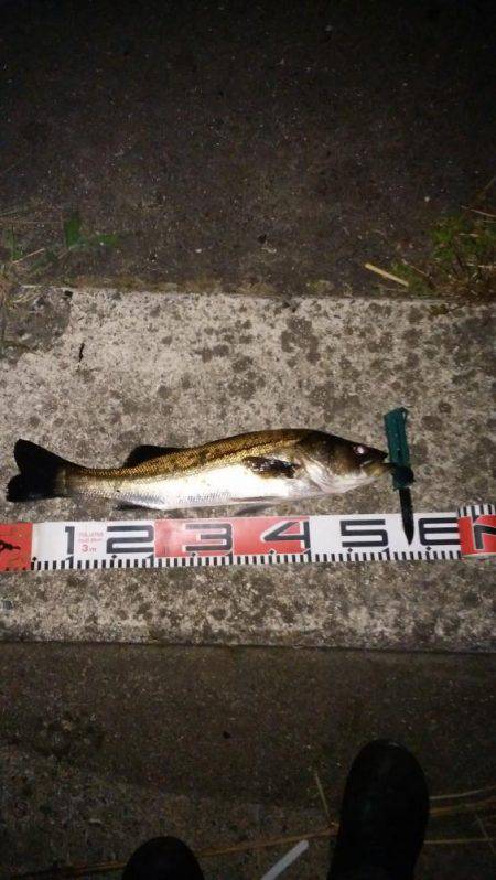 ナイトシーバス&アオリ