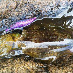 今年初、新子アオリ