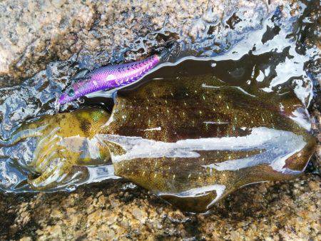 今年初、新子アオリ